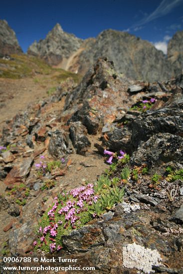 Moss Campion