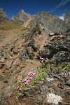 Moss Campion