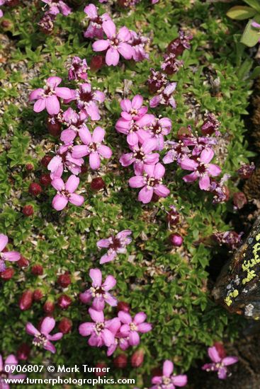 Moss Campion