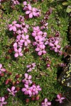 Moss Campion