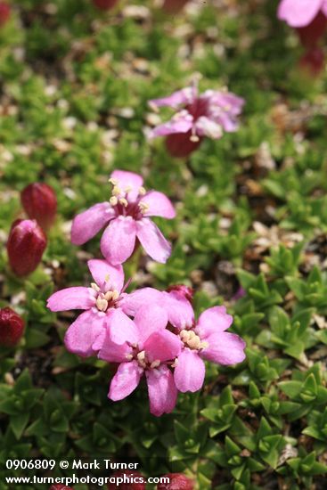 Moss Campion blossoms & foliage detail