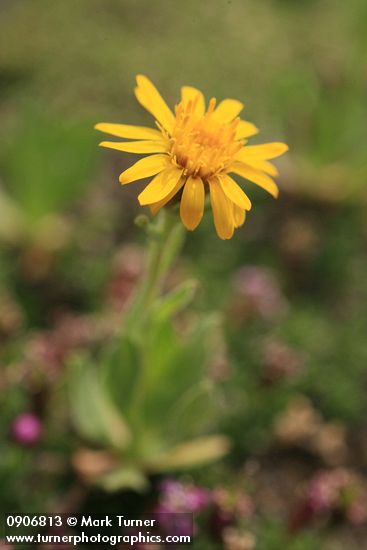 Alpine Gold Daisy