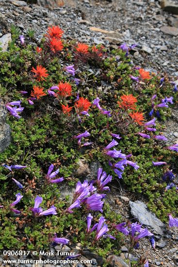 Davidson's Penstemon & Cliff Paintbrush on alpine scree