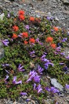 Davidson's Penstemon & Cliff Paintbrush on alpine scree