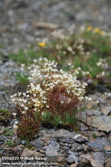 Spotted Saxifrage