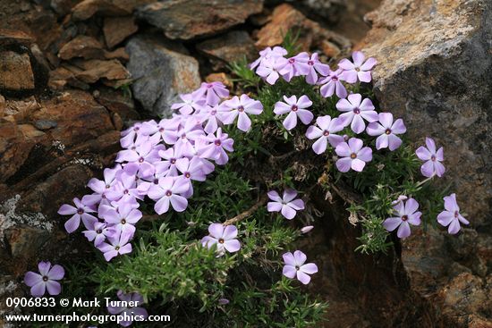 Spreading Phlox