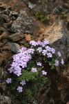 Spreading Phlox