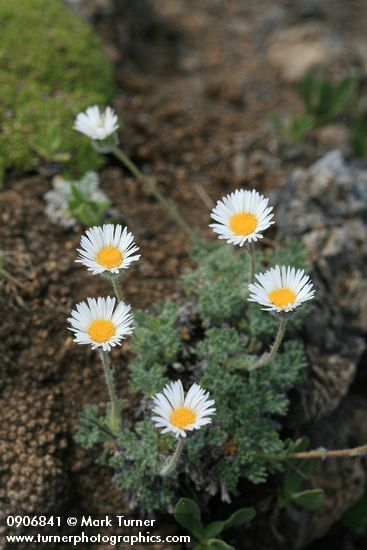 Cut-leaved Daisy