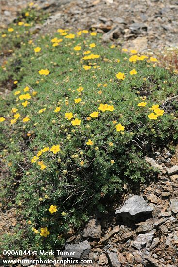 Shrubby Cinquefoil