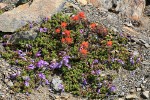 Davidson's Penstemon & Cliff Paintbrush on alpine scree