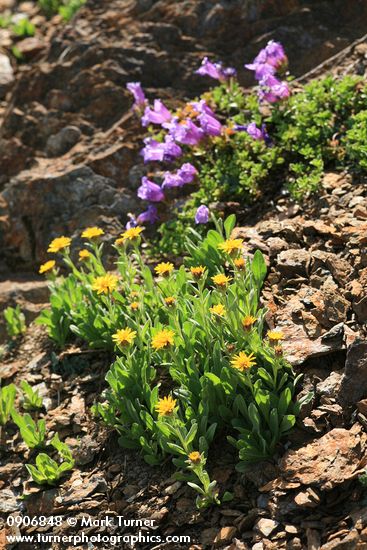 Alpine Gold Daisies w/ Davidson's Penstemon soft bkgnd