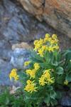Elmer's Butterweed