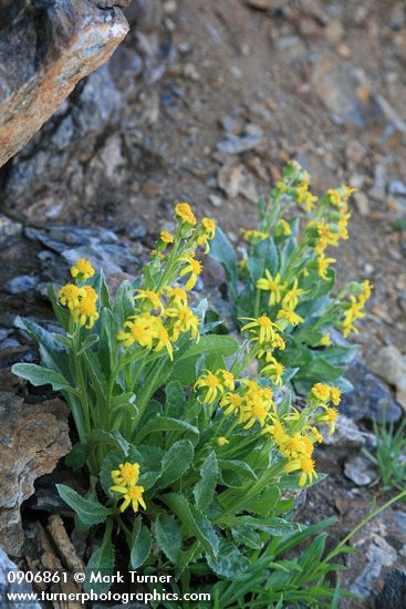 Elmer's Butterweed