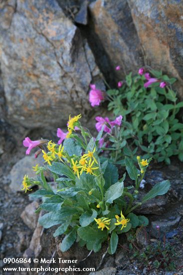 Elmer's Butterweed w/ Lewis's Monkeyflower & Alpine Willowherb soft bkgnd