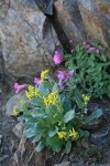 Elmer's Butterweed w/ Lewis's Monkeyflower & Alpine Willowherb soft bkgnd