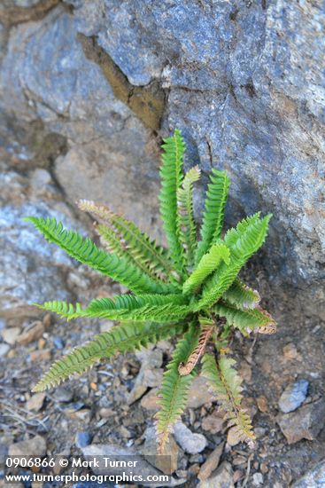 Shasta Fern (Lemmon's Hollyfern)