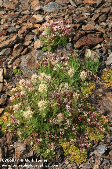 White Small-flowered Paintbrush & Tolmie's Saxifrage on scree