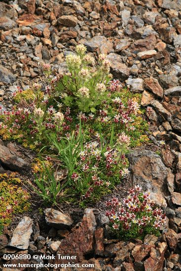 White Small-flowered Paintbrush & Tolmie's Saxifrage on scree