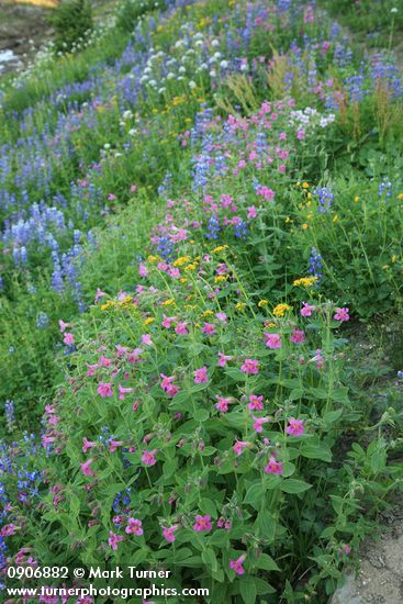 Lewis's Monkeyflowers & Broadleaf Lupines