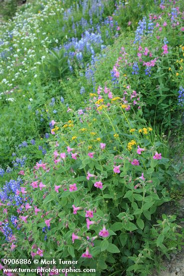 Lewis's Monkeyflowers, Broadleaf Lupines, Arrowleaf Groundsel