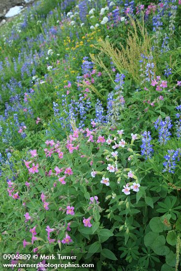 Lewis's Monkeyflowers & Broadleaf Lupines