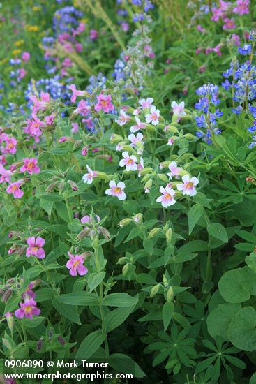 Lewis's Monkeyflowers & Broadleaf Lupines