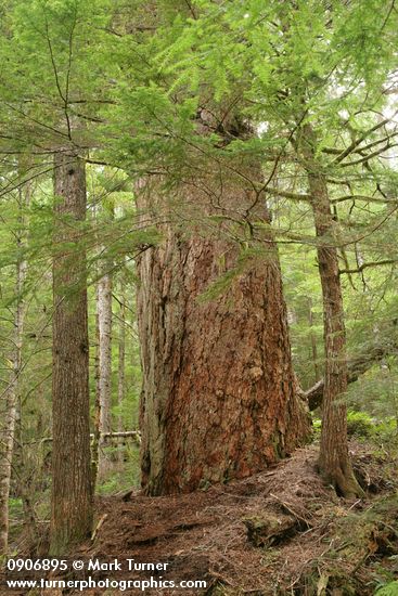 Old-growth Douglas-fir w/ Western Hemlocks