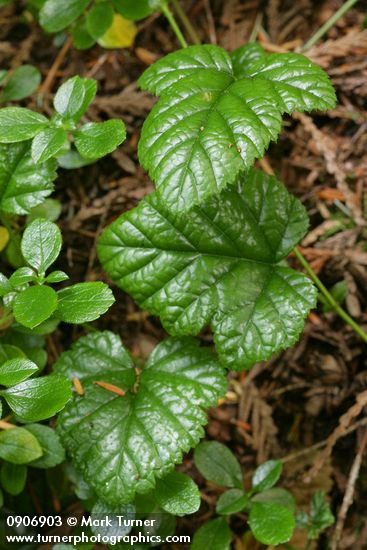 Snow Bramble foliage