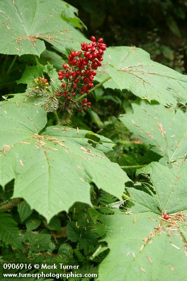 Devil's Club fruit & foliage