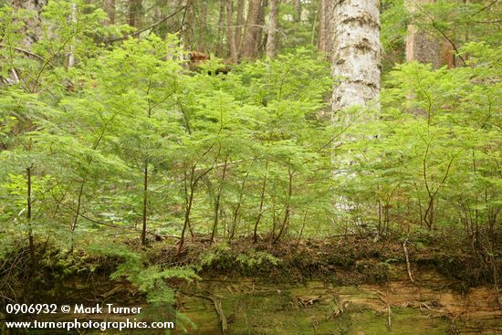 Western Hemlock seedlings on nurse log