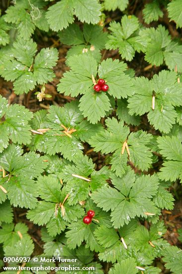 Strawberry Bramble fruit & foliage