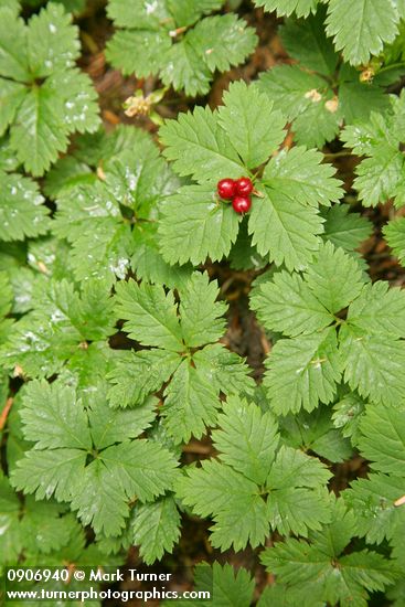 Strawberry Bramble fruit & foliage