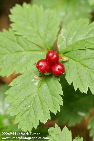 Strawberry Bramble fruit & foliage detail