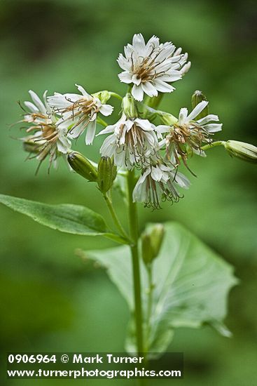 Western Rattlenake Root