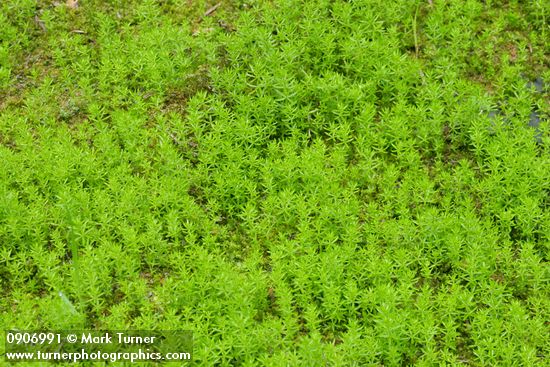 Mountain Mare's-tail