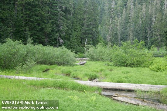 Wet Sedge meadow w/ Willows at Elbow Lake outlet