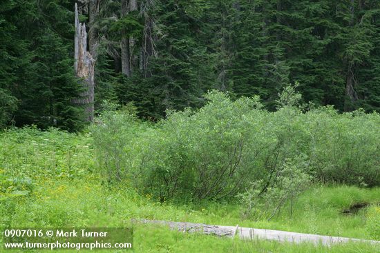 Willows & Arrowleaf Groundsel at edge of wet meadow