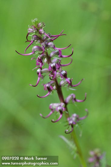 Elephant's Head Lousewort blossoms