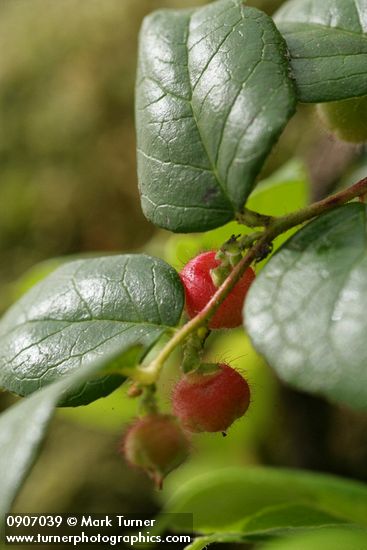 Oregon Wintergreen blossoms & foliage detail