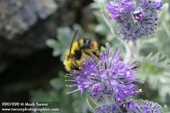 Brown-tailed Bumblebee on Silky Phacelia