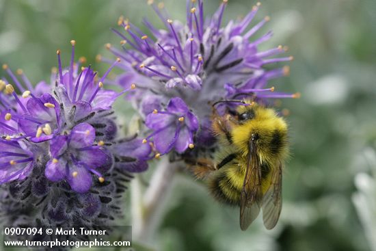Brown-tailed Bumblebee on Silky Phacelia
