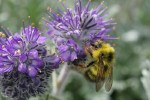Brown-tailed Bumblebee on Silky Phacelia