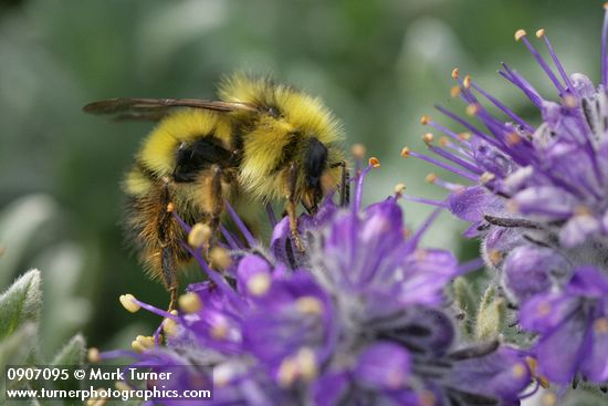 Brown-tailed Bumblebee on Silky Phacelia