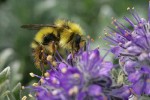 Brown-tailed Bumblebee on Silky Phacelia