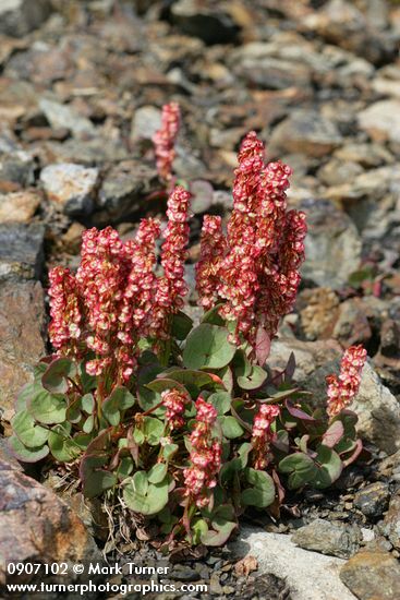 Mountain Sorrel