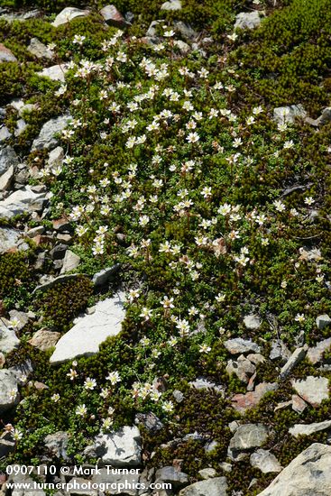 Tolmie's Saxifrage