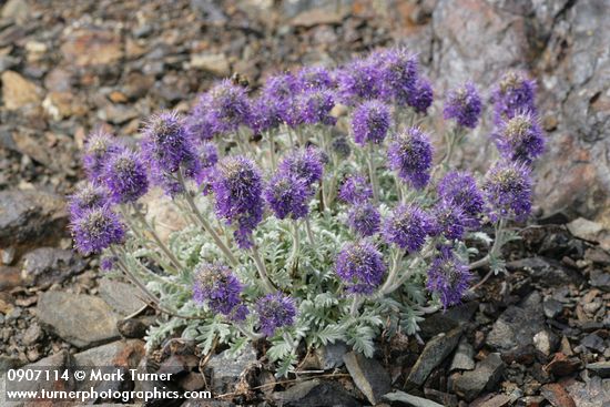 Silky Phacelia