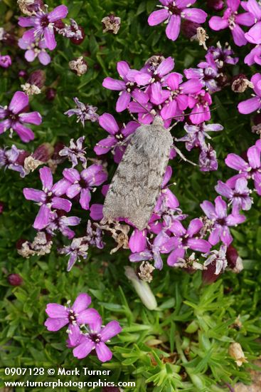 Moth on Moss Campion