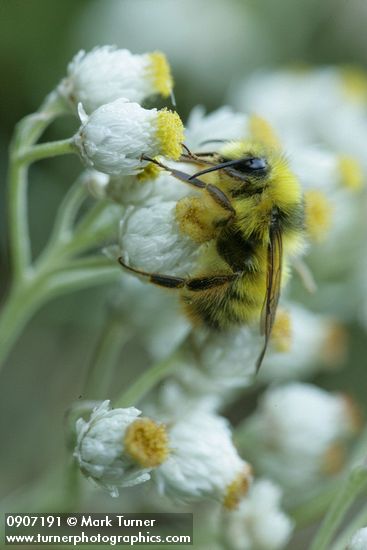 Brown-tailed Bumblebee on Pearly Everlasting