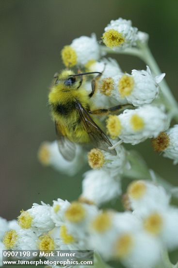 Brown-tailed Bumblebee on Pearly Everlasting